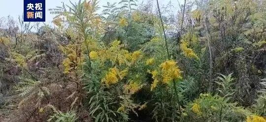 加拿大一枝黄花，加拿大一枝黄花究竟是什么（此地首次发现“加拿大一枝黄花”）