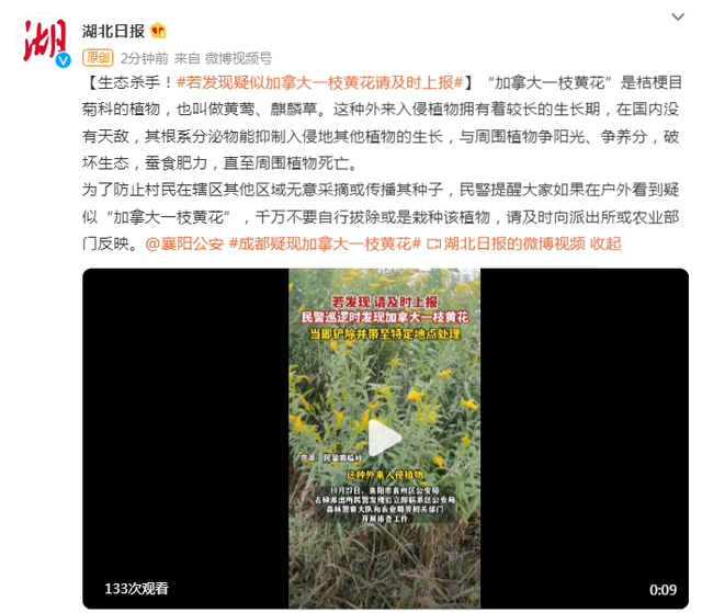 疑现加拿大一枝黄花，2020年加拿大一枝黄花图片（若发现疑似“加拿大一枝黄花”请及时上报）