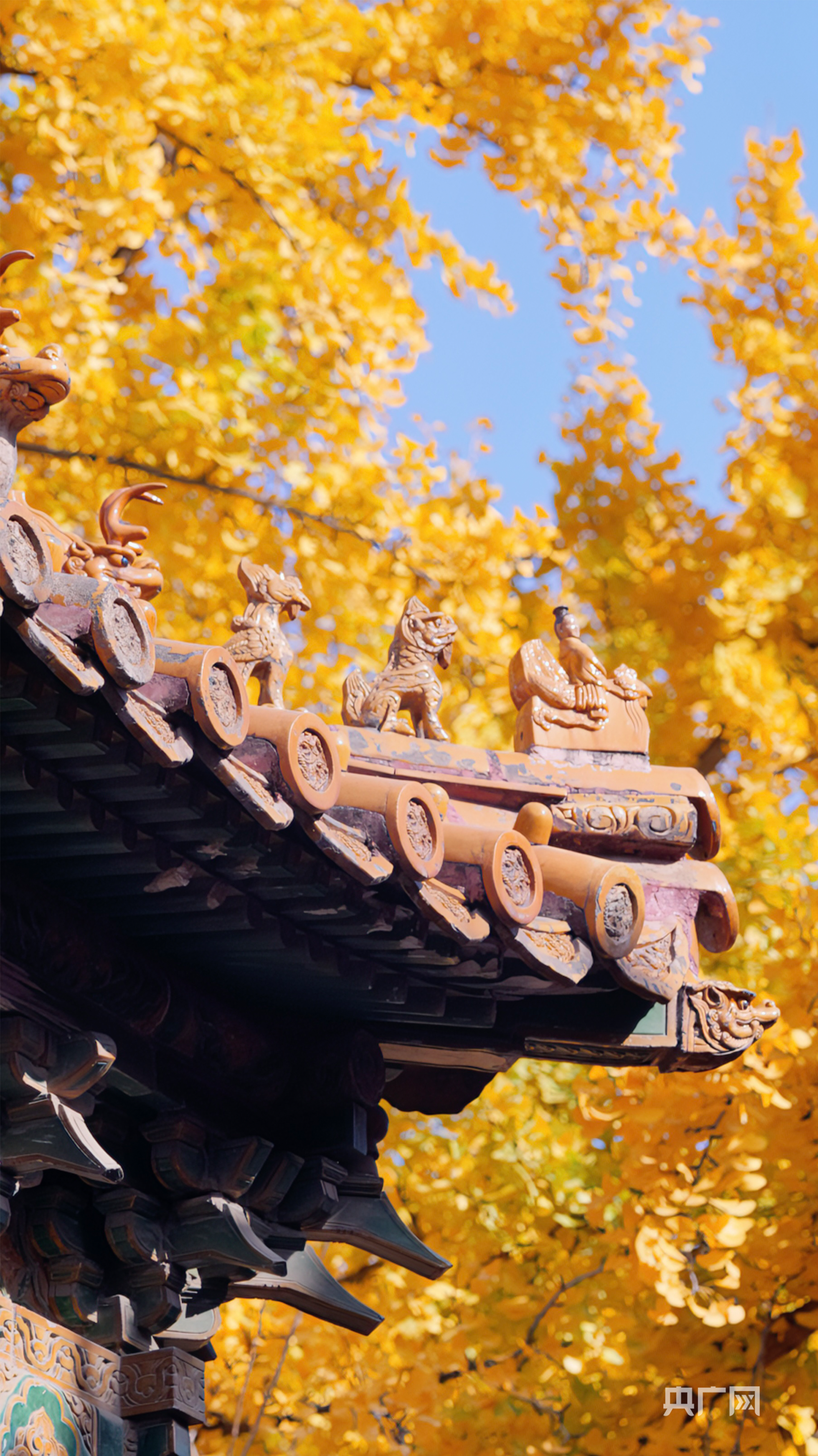 秋天的景色写一段话,秋韵红墙银杏金瓦 - 玉三网