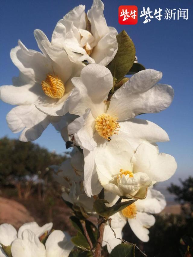 连云港市花是什么花，连云港市花和市树（连云港2000亩油茶花）