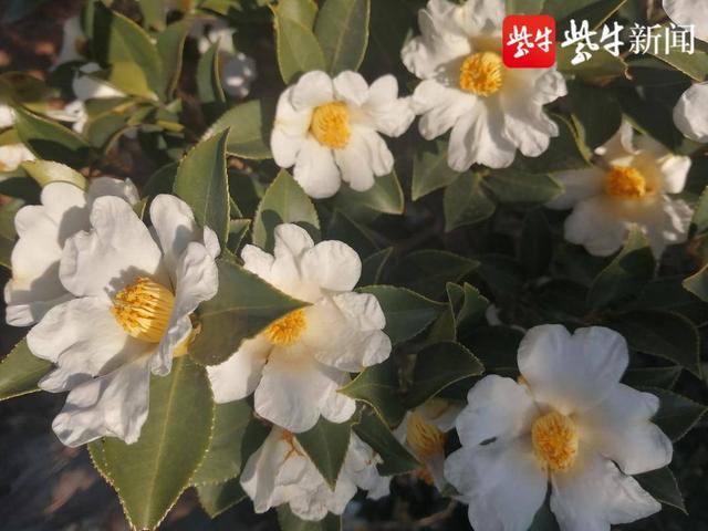 连云港市花是什么花，连云港市花和市树（连云港2000亩油茶花）