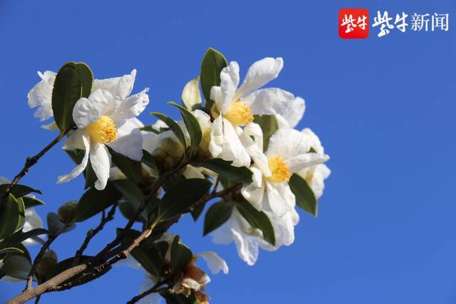 连云港市花是什么花，连云港市花和市树（连云港2000亩油茶花）