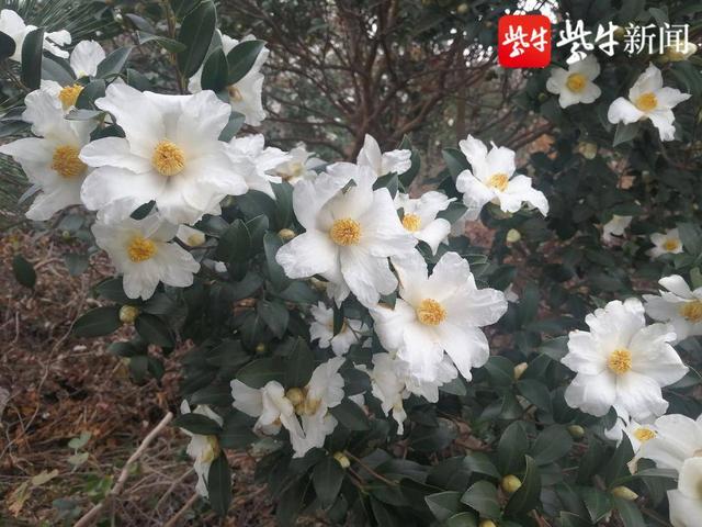 连云港市花是什么花，连云港市花和市树（连云港2000亩油茶花）