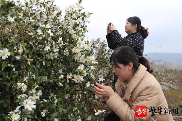 连云港市花是什么花，连云港市花和市树（连云港2000亩油茶花）