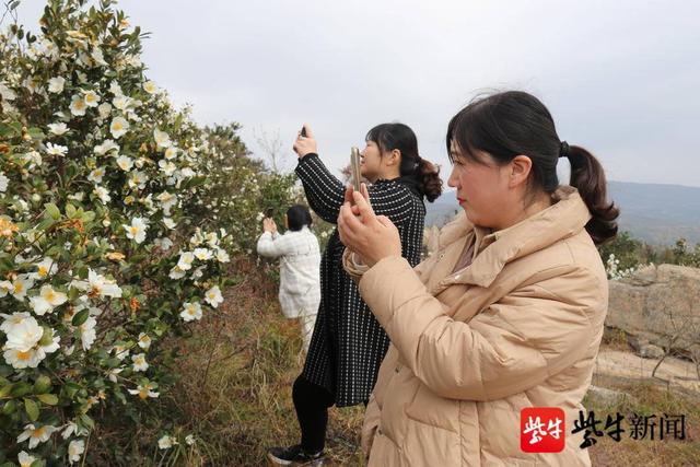 连云港市花是什么花，连云港市花和市树（连云港2000亩油茶花）