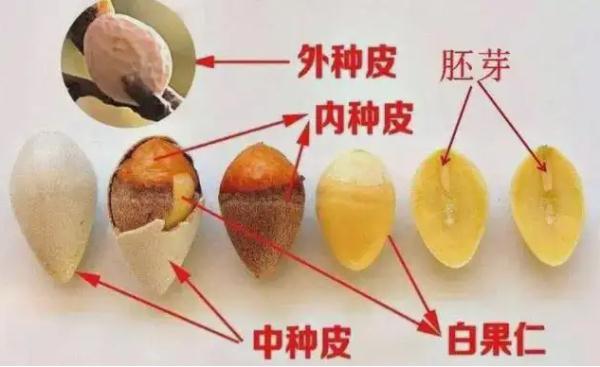 白果的处理方法——炒白果，白果的炒制方法（关于银杏果的风险提示）