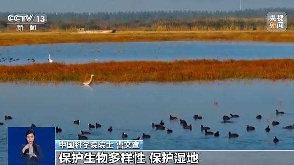 鸟属于什么类动物，鸟属于禽类吗（一问到底丨湿地何以成为“大地之肾”）