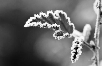 立冬是冬月吗，立冬是公历几月（秋深叶落已立冬）