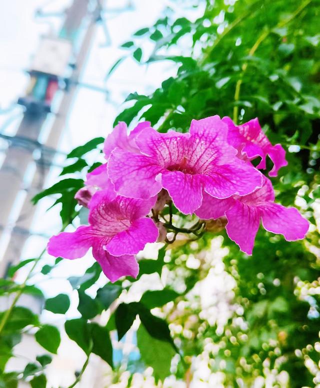 什么花是粉色的 粉色的花有哪些，什么花是粉色的（不少市民与游客前来“打卡”）