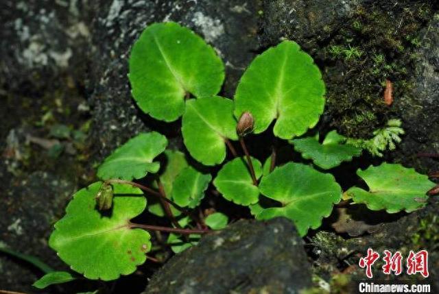 贵州发现植物新种“世纬堇菜”被初步评估为极危状态