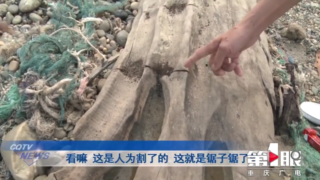 重庆嘉陵江现巨大阴沉木 有盗割痕迹，不是文物，无法管理