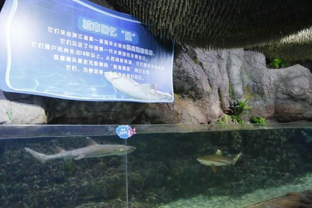杭州长乔极地海洋公园，杭州长乔极地海洋公园亲子游（杭州海底世界的“老朋友”还好吗）
