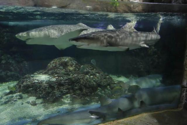 杭州长乔极地海洋公园，杭州长乔极地海洋公园亲子游（杭州海底世界的“老朋友”还好吗）