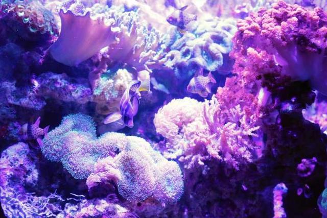 杭州长乔极地海洋公园，杭州长乔极地海洋公园亲子游（杭州海底世界的“老朋友”还好吗）