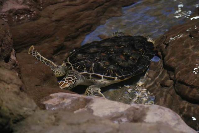 杭州长乔极地海洋公园，杭州长乔极地海洋公园亲子游（杭州海底世界的“老朋友”还好吗）