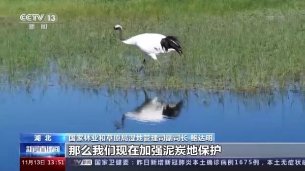 湿地能够吸收空气中的二氧化碳，湿地能够吸收空气中的二氧化碳吗（我国将加大泥炭沼泽湿地保护）