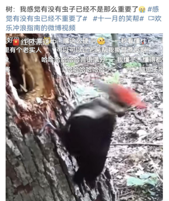 啄木鸟为什么啄木，啄木鸟为什么要啄树木（一天啄木12000次）