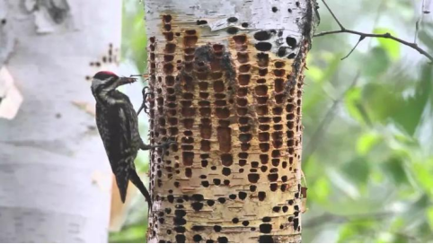 啄木鸟为什么啄木，啄木鸟为什么要啄树木（一天啄木12000次）