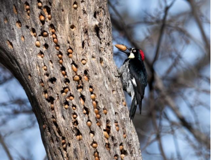 啄木鸟为什么啄木，啄木鸟为什么要啄树木（一天啄木12000次）