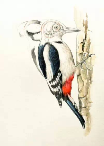 啄木鸟为什么啄木，啄木鸟为什么要啄树木（一天啄木12000次）