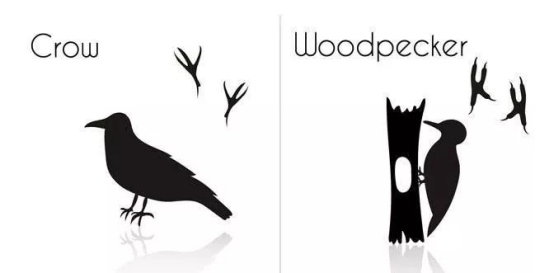 啄木鸟为什么啄木，啄木鸟为什么要啄树木（一天啄木12000次）