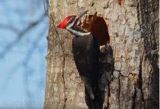 啄木鸟为什么啄木，啄木鸟为什么要啄树木（一天啄木12000次）