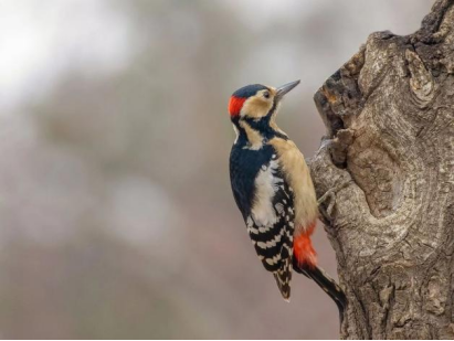 啄木鸟为什么啄木，啄木鸟为什么要啄树木（一天啄木12000次）
