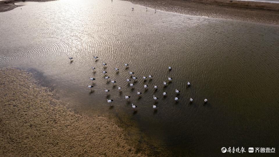 黄河入海流在哪里入海，黄河入海口的简介