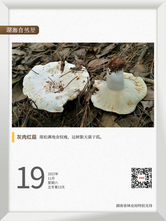 颜色鲜艳的蘑菇一定有毒吗，鲜艳的蘑菇都是有毒的吗（湖湘自然历丨草蕈常珍③颜色鲜艳的蘑菇）