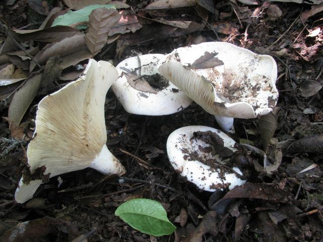 颜色鲜艳的蘑菇一定有毒吗，鲜艳的蘑菇都是有毒的吗（湖湘自然历丨草蕈常珍③颜色鲜艳的蘑菇）