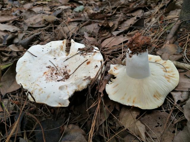 颜色鲜艳的蘑菇一定有毒吗，鲜艳的蘑菇都是有毒的吗（湖湘自然历丨草蕈常珍③颜色鲜艳的蘑菇）