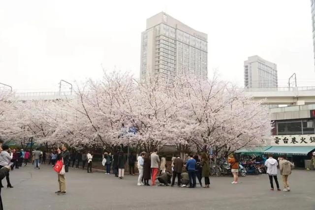 上海秋季最值得去的公园，2022年度上海市“公园十大特色植物区”名单出炉