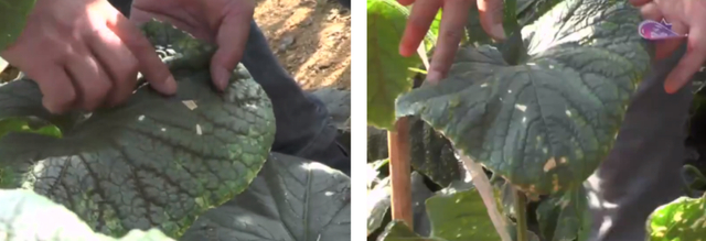 进口十大杀菌剂，全新专利杀菌剂碧希洛®上市