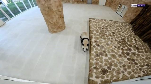 预测世界杯的动物有哪些，熊猫真是本届世界杯的大预言家