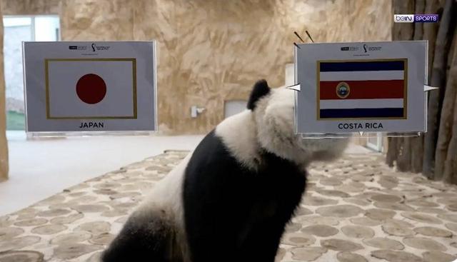 预测世界杯的动物有哪些，熊猫真是本届世界杯的大预言家