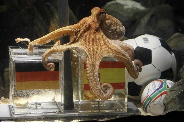 预测世界杯的动物有哪些，熊猫真是本届世界杯的大预言家