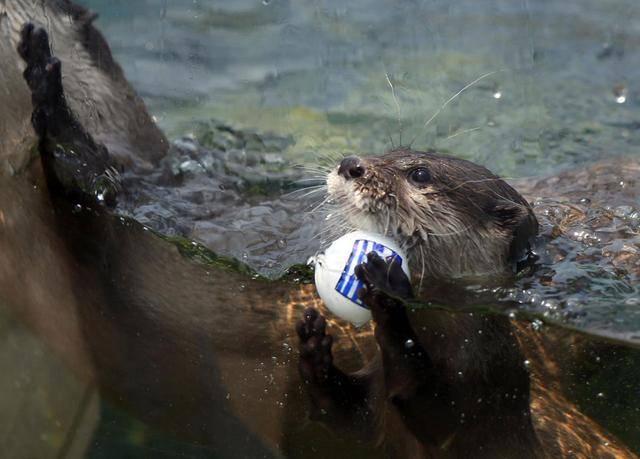 预测世界杯的动物有哪些，熊猫真是本届世界杯的大预言家