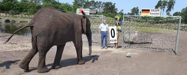 预测世界杯的动物有哪些，熊猫真是本届世界杯的大预言家