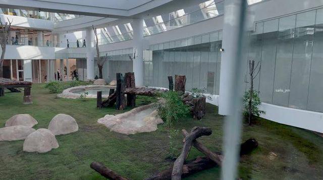 预测世界杯的动物有哪些，熊猫真是本届世界杯的大预言家