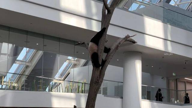预测世界杯的动物有哪些，熊猫真是本届世界杯的大预言家