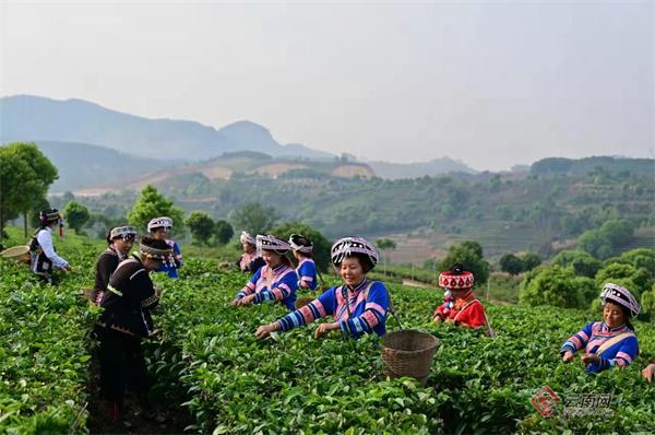 农家自家茶叶如何制作呢，农家手工制茶方法（“中国传统制茶技艺及其相关习俗”申遗成功）