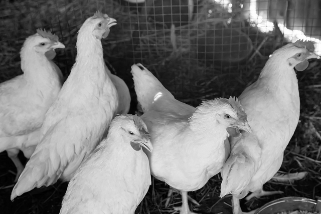 鸡胗是鸡的哪个部位，胗是什么部位（常吃这块肉）