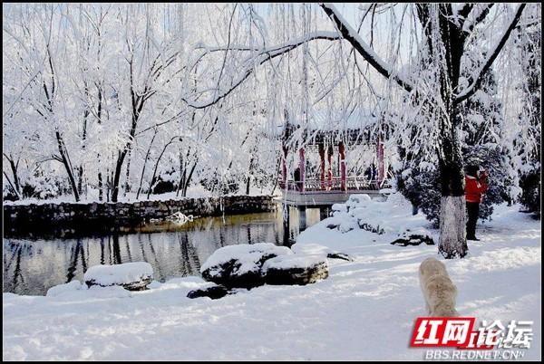 下雪后的西湖美得令人向往，雪后的西湖银装素裹