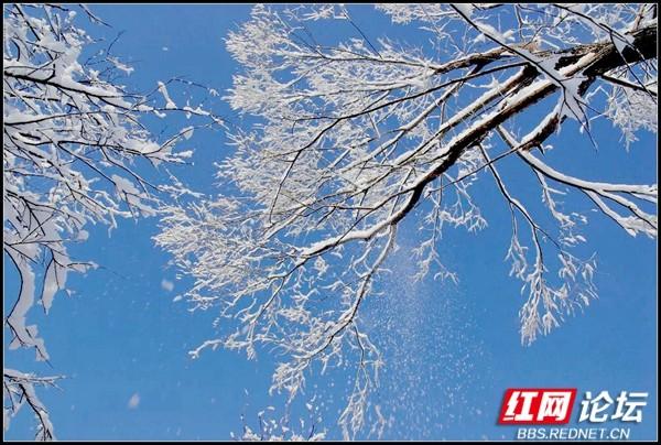 下雪后的西湖美得令人向往，雪后的西湖银装素裹