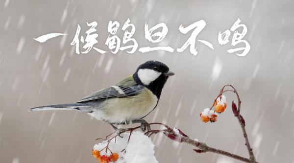 二十四节气大雪，二十四节气中大雪的资料（二十四节气之大雪：夜深知雪重）