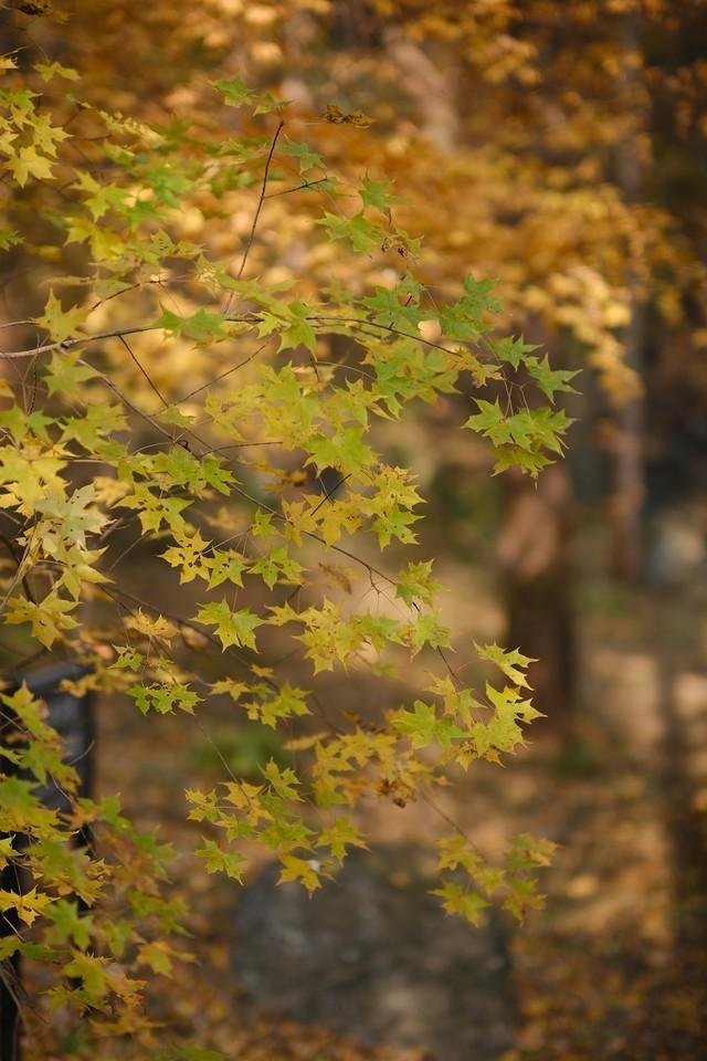 2寸照片是多少像素，2寸照片是多少像素照片如何压缩（四千万像素、6.2K视频）