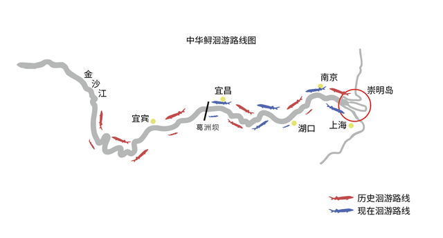 中华鲟吃什么食物，中华鲟吃什么食物视频（中华鲟：长江鱼王，生存多艰）