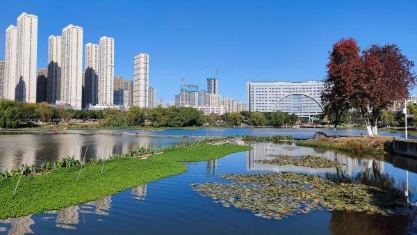沉水植物的作用简介，沉水植物的作用简介图片（墨水湖边种这些植物）