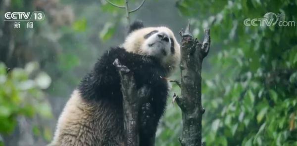 保护濒危动物的意义，学生如何保护濒危动物（大熊猫：从濒危到易危）