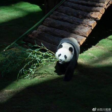 ​旅居卡塔尔大熊猫，大熊猫“京京”和“四海”将在卡塔尔旅居15年